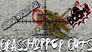 GIANT Grasshopper HUNT | EXPLODING SHOTS | Airgun Evolution