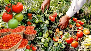 How to grow Tomatoes |Tomato Planting & Harvesting  | Agriculture farming Tomato