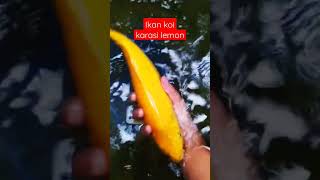 ikan koi karasi lemon #short #shorts #ikan #ikankoi #shortsfeed #shortsfeeds #shortsyoutube