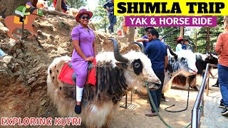 SHIMLA TOURIST PLACES IN TAMIL | Kufri Shimla | Kufri Horse Ride | #shimlatrip