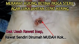 Merawat Luka Pasca Operasi Steril Kucing Betina