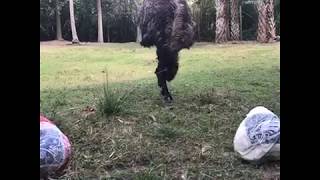 Daryl the Emu: Super Bowl LI Prediction