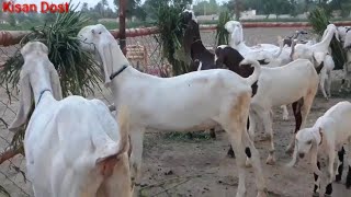 Goats || Beautiful Goats available || Goat Farming in Pakistan