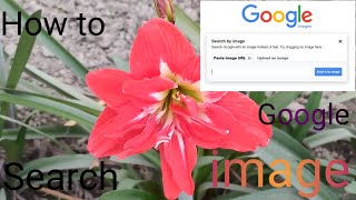 How to search Google image? Google image kyase search kare? গুগল ফোটো কীভাবে সার্চ করে?