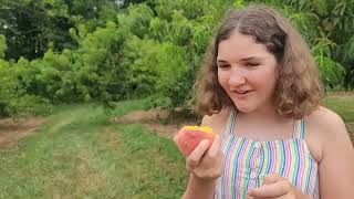 Fisher's orchard peach farm, Greer