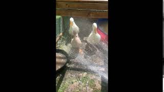 Ducks Love Being Sprayed With Water! #shorts