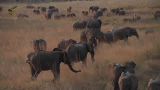 Surprising more than 1000 Elephants invade a park in Zambezi region Namibia