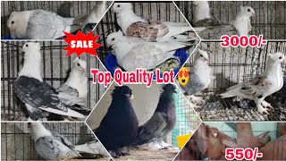 Fancy Kabutar ka sabse Behtreen Quality ka naya video le aay | Nawab Pigeon Loft