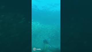 Whales sounds and fish ball attack #whalesounds #bigisland #hawaii #underwater