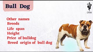 Bull dog | bull dog breeds | life span and height | bull dog way of life| price of bull dog |