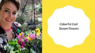 Colourful cool season annual flowers // Winter Flowers // The Gardenettes