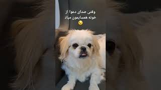 وقتی صدای دعوا از خونه همسایمون میاد 😉 #doglover #bichonfrise #funnyvideo #cotton #dogs #germany