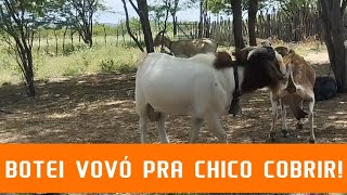 BOTEI MINHA TOGEMBURG LEITEIRA PRA EMPRENHAR DO BODE CHICO!