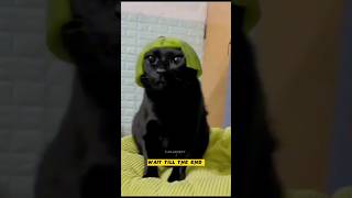 Funny Animals 2023 😂 - Funniest Cats and Dogs video 🐱 🐶 #shorts