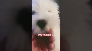 🐶 Did he eat my AirPod? #youtube #youtubeshorts #shorts #viral #fyp #trending #puppy #dog #trend