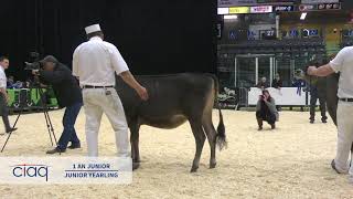 Expo-Printemps 2019  • 1 an junior • Jersey