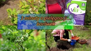 Borówka amerykańska - uprawa, cięcie, nawożenie