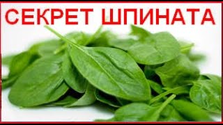 Как Вырастить ШПИНАТ ДОМА на Подоконнике | Шпинат Выращивание на подоконнике