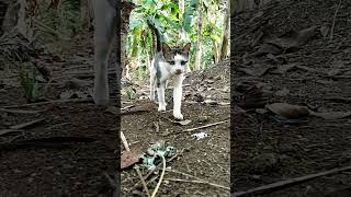 Ada kucing bukan harimau di pekarangan #kucing #kucinglucu #kucingabuabuyanglucu