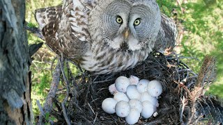 How Owl Laying Eggs In The Nest ?