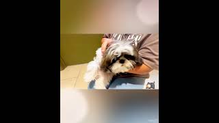 Cute Shih Tzu Puppy is very Playful 🐶|| Love His Toy 🧸