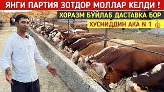 ХУСНИДДИН АКА ХОРАЗМГА КАЙТДИ ЯНГИ ПАРТИЯ МОЛЛАР КЕЛДИ !!! ХОРАЗМ БОЗОР