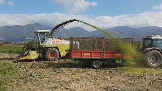 Insilato Mais 2017 -Mais Silage 2017 Claas Jaguar 690