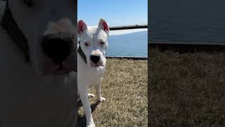 Puppy enjoys first days of spring 🐶 7 month old Dogo Argentino