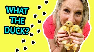 Raising Ducklings (Our Experience & First 2 Weeks with Ducks)