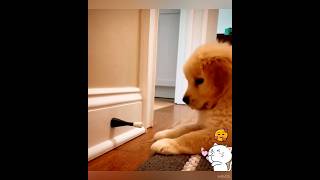 Cute Golden Retriever Playing With The Door Stopper