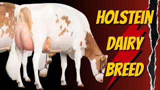 Holstein Dairy Breed: How Much Do You Know About These Cows?