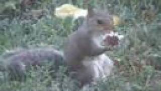 Squirrel on "Shrooms"