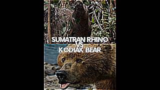 Kodiak Bear Vs Sumatran Rhino