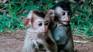 Very happy The two little monkeys are sitting and playing happily together.