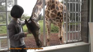 Giraffe Manor, Tanzania Safaris and honeymoons, video of Giraffe Manor, Nairobi with Africa Odyssey