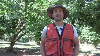 Successes in Organic Hazelnut Production: Biodiversity and Management of Filbert Moth