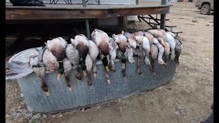 Pond Hunt in Canada for Ducks and Geese