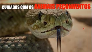 Animais Peçonhentos - Riscos Adicionais.