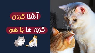 آشنا کردن گربه ها با هم | مراحل آشنا کردن دو گربه خانگی