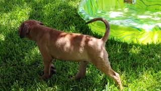 Boomer The Boerboel  Pool Time Play