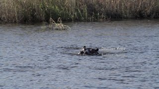 Diving Hippos Onscreen Media Namibia - Shoombe