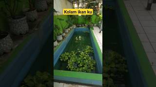 Seger kolam ikan ku #kolamikanku #mujair #fishing