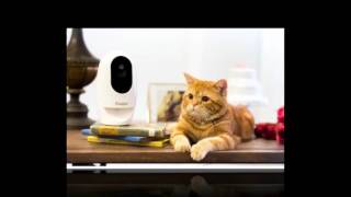 ACER Pawbo+ "smart pet cam" REVIEW,