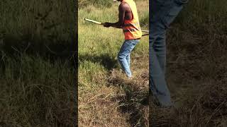 Harvesting grass by Scythe