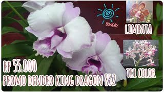 PROMO ANGGREK RAJA /KING DRAGON 852, WARNA CANTIK RP. 55.000. STOK TERBATAS