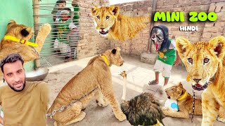 my lion playing with football || my pet house vlogging in hindi