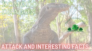 Komodo dragon | Attack and Interesting facts | Nature Connection