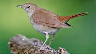 LA SERENATA DELL'USIGNOLO -  voce di Grazia Torriglia