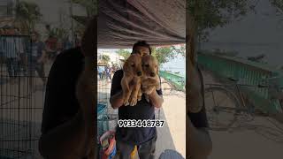 Low price Labrador puppies for sale ❤️ #shorts #viral