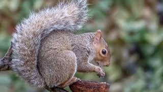 Facts About Eastern Gray Squirrel